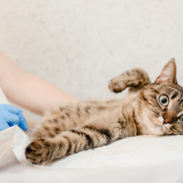 TVD-Partner-fuer-Tieraerzte-3